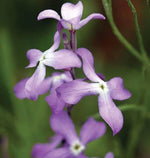 Night Scented Stocks