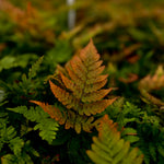 Autumn Fern 'Dryopteris erythrosora'