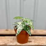 Ficus 'Aspera Variegata'