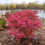 Euonymus 'Fireball Seedless Burning Bush'