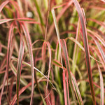 Grass 'Graceful Grasses® 'Fireworks'