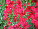 Dianthus 'Flashing Lights'