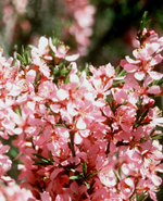 Flowering Almond