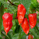 Hot Pepper 'Ghost'