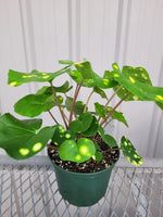 Leopard Plant Gigantea Variegated