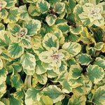 Ajuga 'Golden Glow'