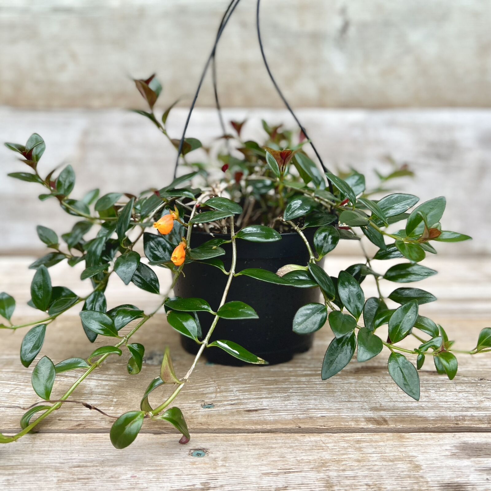 goldfish plant hanging Goldfish Hypocerta – van der Meer Garden Centre