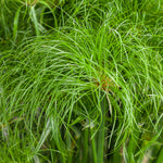 Grass 'Graceful Grasses® Prince Tut™