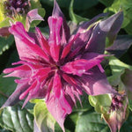 Monarda Bee Balm 'Grand Marshall'