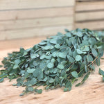 Fresh Eucalyptus Stems