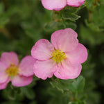 Potentilla 'Happy Face Hearts'