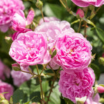 David Austin Rose 'Harlow Carr'