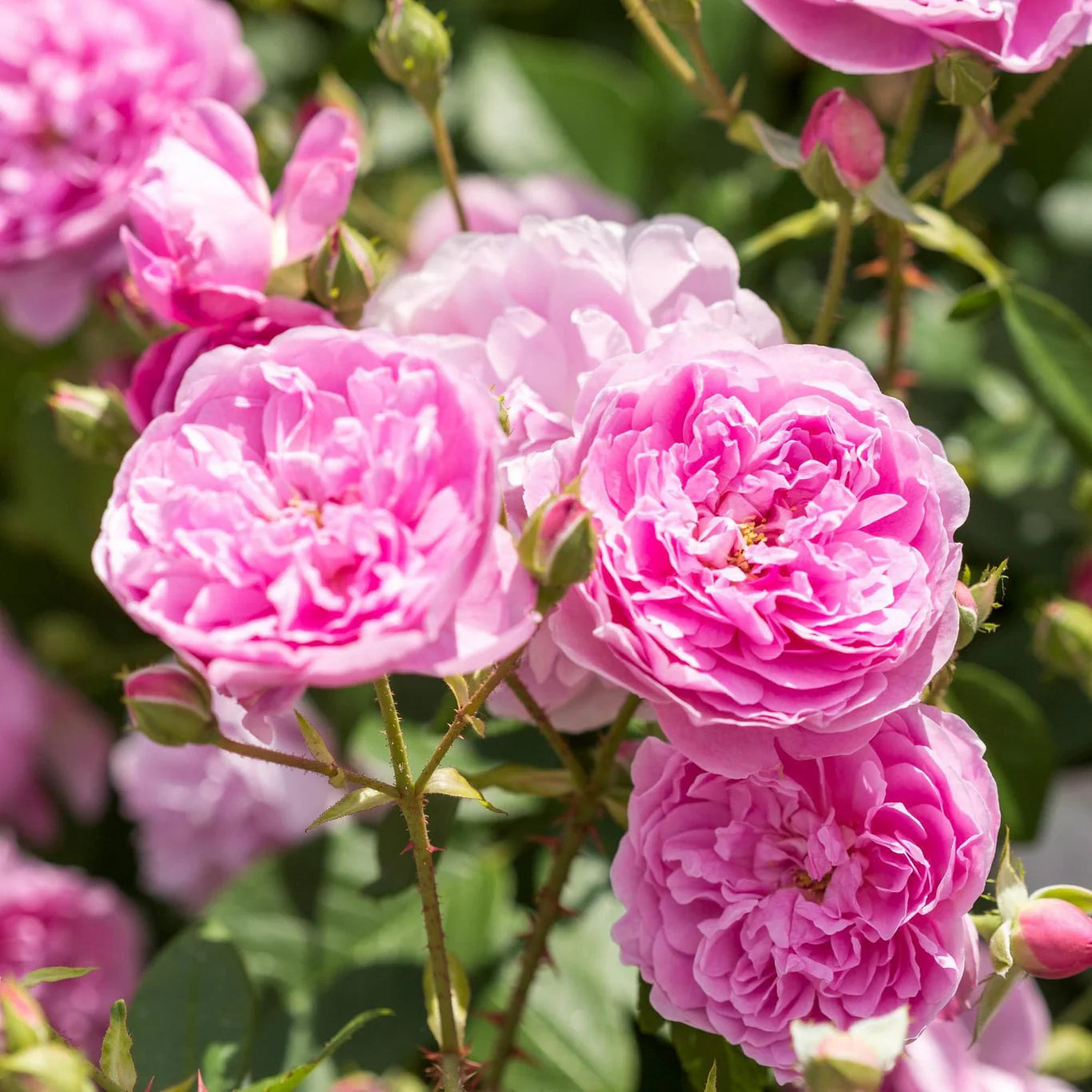 David Austin Rose 'Harlow Carr'