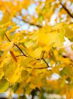 Linden 'Harvest Gold'