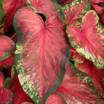 Caladium 'Heart to Heart'
