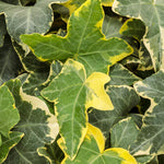 English Ivy 'Gold Child'