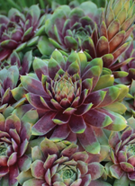 Sempervivum 'Hens & Chicks'