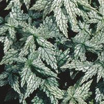 Lamium 'Herman's Pride'