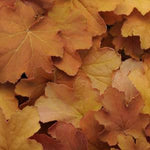 Heuchera Coral Bells 'Caramel'