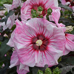 Hibiscus Summerific 'Cherry Chocolatte'