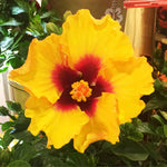 Hollywood® Hibiscus