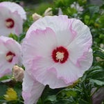 Hibiscus Summerific 'Ballet Slippers'