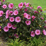 Hibiscus Summerific 'Berry Awesome'