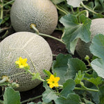 Melon 'Honeydew'