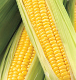 Honey Select Corn