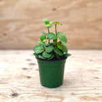 Hope Peperomia