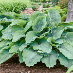 Hosta 'Diamond Lake'