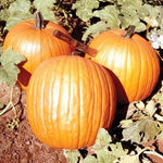 Pumpkin 'Howden'