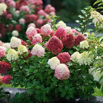 Hydrangea 'Little Lime Punch®