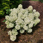 Hydrangea 'Tiny Quick Fire' PW