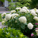 Hydrangea 'Incrediball'