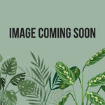 Burro's Tail