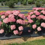 Hydrangea 'Incrediball'