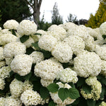 Hydrangea 'Incrediball Storm Proof'