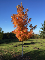 Inferno Sugar Maple
