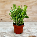 Jade Succulents
