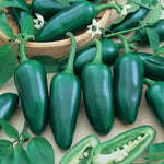 Hot Pepper 'Jalapeño'