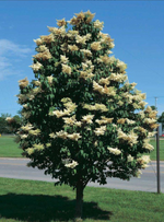 Tree Lilac 'Ivory Silk Japanese'