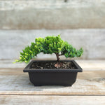 Bonsai - Assorted
