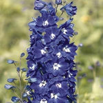 Delphinium 'King Arthur'
