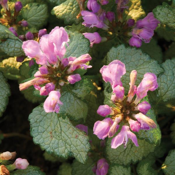 Lamium 'Red Nancy'