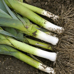 Onion 'Leeks'