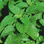 Herb 'Lemon Balm'