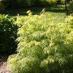 Elderberry 'Lemony Lace' PW