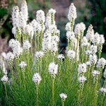 Liatris Blazing Star ' Floristan White'