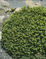 Norway Spruce 'Little Gem'